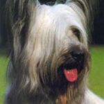 Skye Terrier