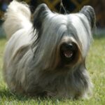 Skye Terrier