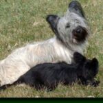 Skye Terrier