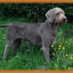 Slovakisk Vorstehhund Ruhåret