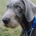 Slovakisk Vorstehhund Ruhåret