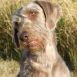 Slovakisk Vorstehhund Ruhåret