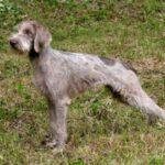 Slovakisk Vorstehhund Ruhåret