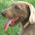 Slovakisk Vorstehhund Ruhåret