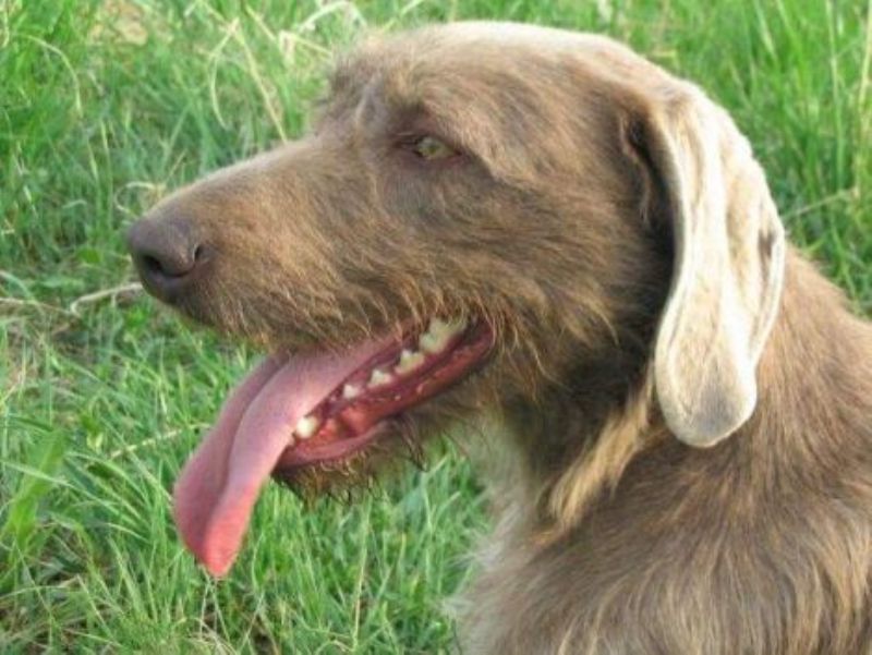 Slovakisk Vorstehhund Ruhåret