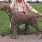 Slovakisk Vorstehhund Ruhåret