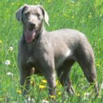 Slovakisk Vorstehhund Ruhåret