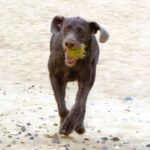 Slovakisk Vorstehhund Ruhåret