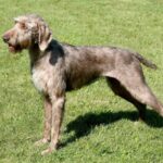 Slovakisk Vorstehhund Ruhåret