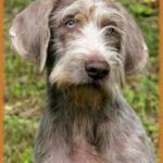 Slovakisk Vorstehhund Ruhåret