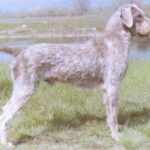 Slovakisk Vorstehhund Ruhåret