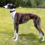 Spansk Galgo
