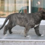 Spansk Galgo