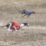 Spansk Galgo