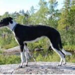 Spansk Galgo