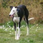 Spansk Galgo