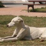 Spansk Galgo