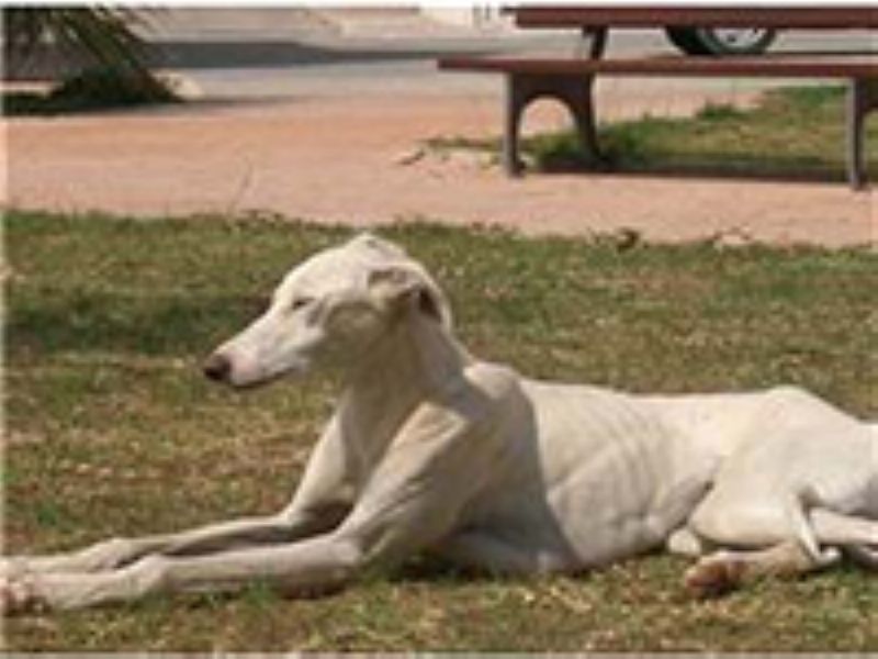 Spansk Galgo