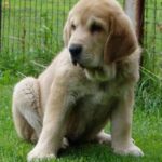 Spansk Mastiff