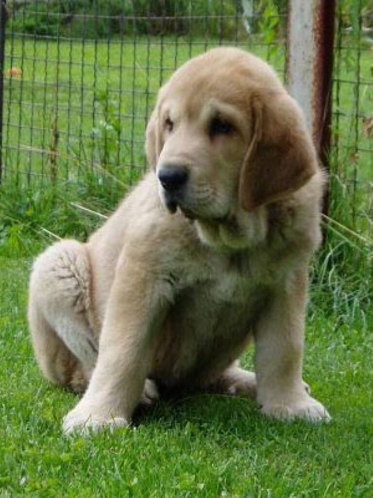 Spansk Mastiff