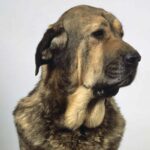 Spansk Mastiff