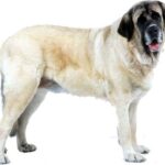 Spansk Mastiff