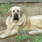 Spansk Mastiff