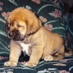 Spansk Mastiff