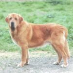 Spansk Mastiff