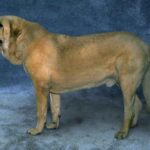 Spansk Mastiff
