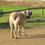 Spansk Mastiff