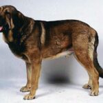 Spansk Mastiff
