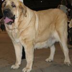 Spansk Mastiff
