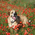 Spansk Mastiff