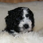 Mia fra kennel-vannliljen.com