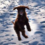 Spansk Vannhund