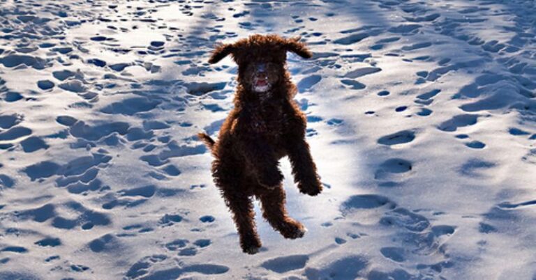 Spansk Vannhund