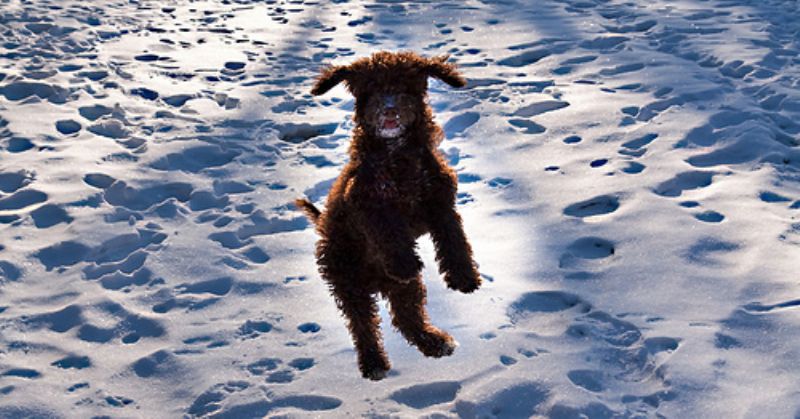 Spansk Vannhund