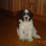 Zita fra kennel-vannliljen.com