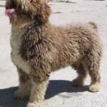 Spansk Vannhund