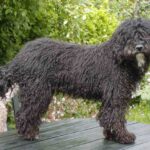 Spansk Vannhund