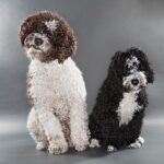 Zita brun og hvit og Mia sort og hvit fra kennel-vannliljen.com