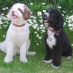 Spansk Vannhund