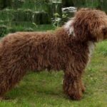 Spansk Vannhund
