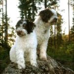 Spansk Vannhund