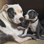 Staffordshire Bull Terrier