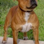 Staffordshire Bull Terrier