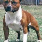 Staffordshire Bull Terrier
