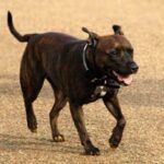 Staffordshire Bull Terrier