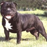 Staffordshire Bull Terrier